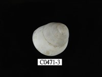 藏品(蘭嶼光澤蝸牛)的圖片